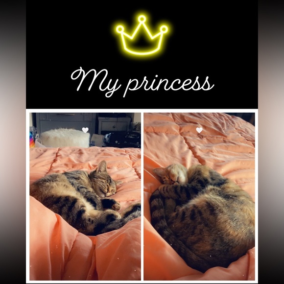 Meet your Posher, Cheyenne - Picture 13 of 15